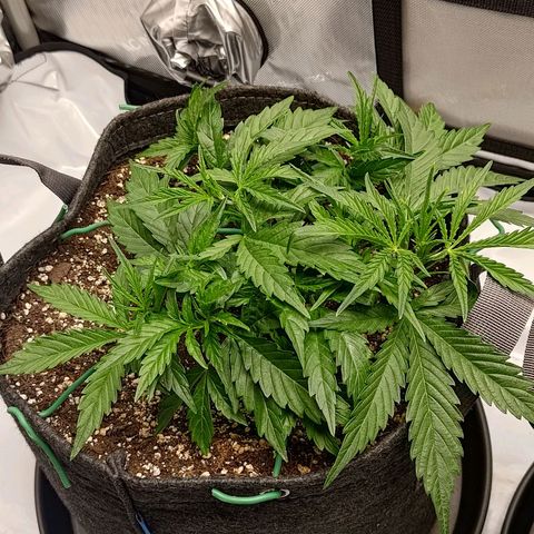 Gorilla Cookies #1 growlog timeline photo