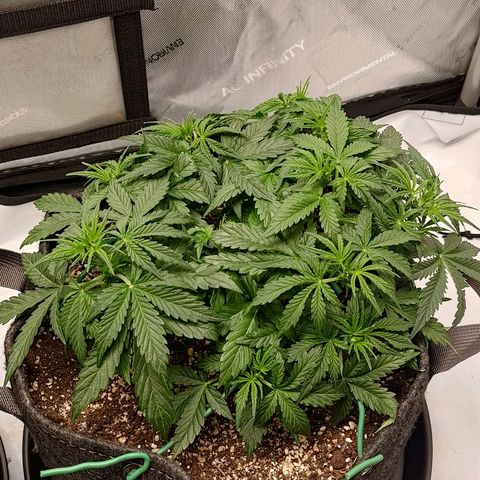 Gorilla Cookies #2 growlog timeline photo