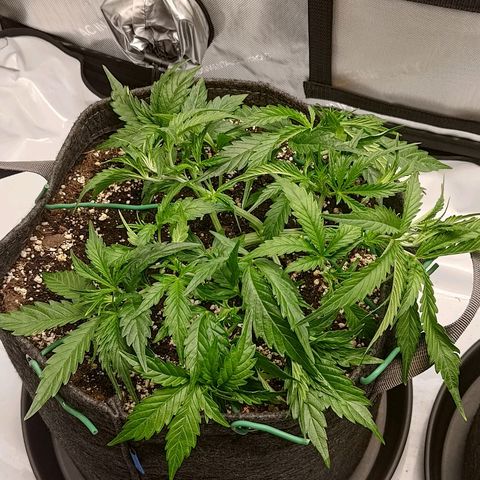 Gorilla Cookies #1 growlog timeline photo