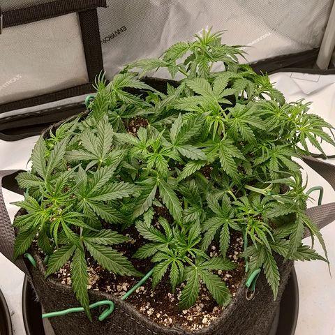 Gorilla Cookies #2 growlog timeline photo