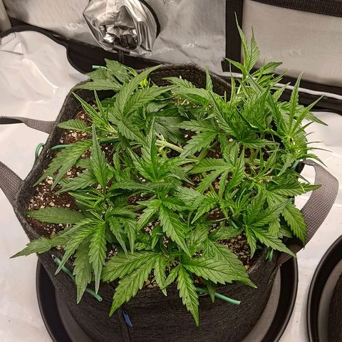 Gorilla Cookies #1 growlog timeline photo