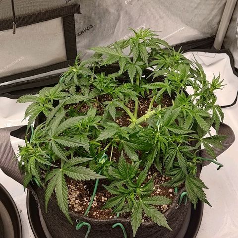 Gorilla Cookies #2 growlog timeline photo