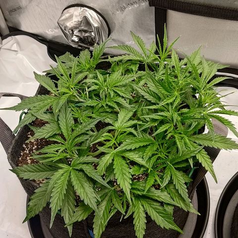 Gorilla Cookies #1 growlog timeline photo