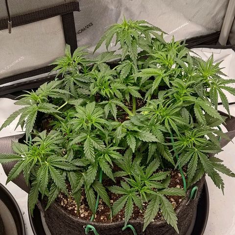 Gorilla Cookies #2 growlog timeline photo