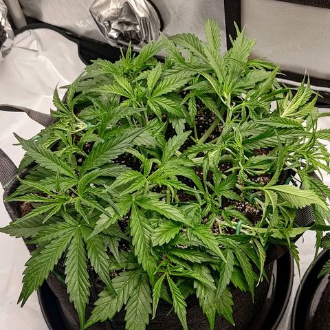 Gorilla Cookies #1 growlog timeline photo