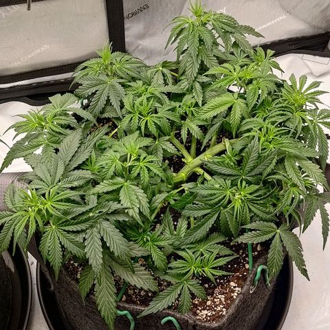 Gorilla Cookies #2 growlog timeline photo
