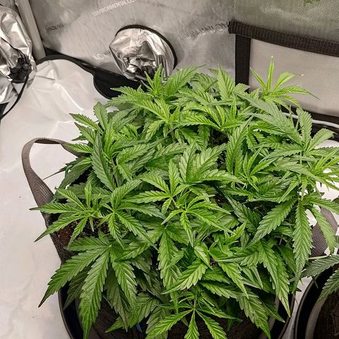 Gorilla Cookies #1 growlog timeline photo