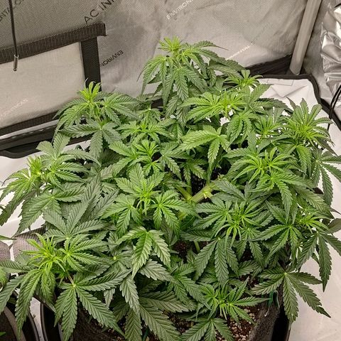 Gorilla Cookies #2 growlog timeline photo