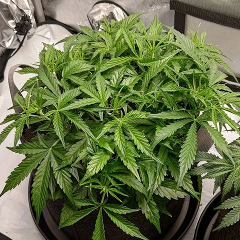 Gorilla Cookies #1 growlog timeline photo