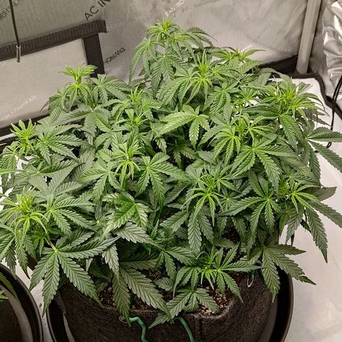 Gorilla Cookies #2 growlog timeline photo
