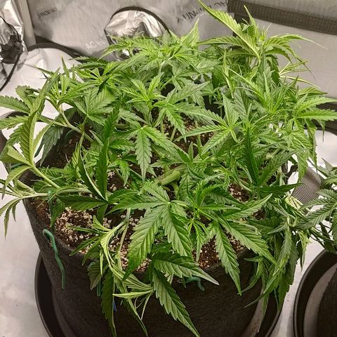Gorilla Cookies #1 growlog timeline photo