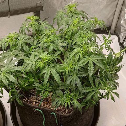 Gorilla Cookies #2 growlog timeline photo