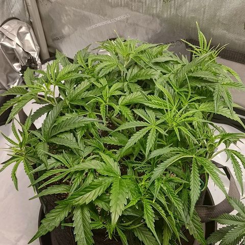 Gorilla Cookies #1 growlog timeline photo