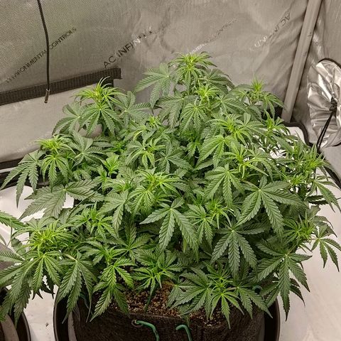 Gorilla Cookies #2 growlog timeline photo