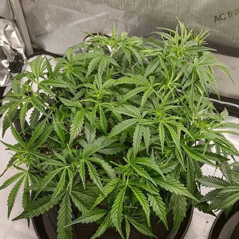 Gorilla Cookies #1 growlog timeline photo