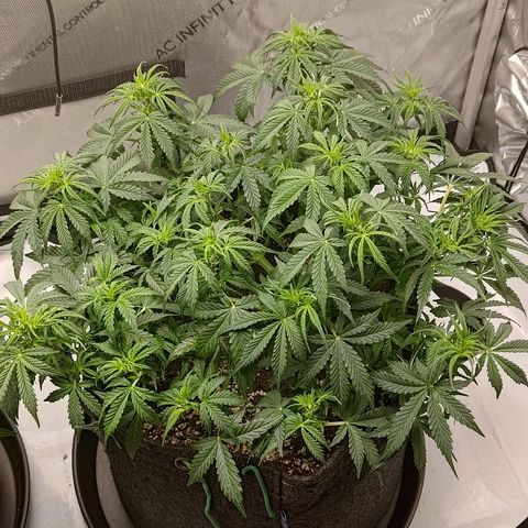 Gorilla Cookies #2 growlog timeline photo