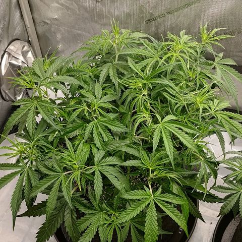 Gorilla Cookies #1 growlog timeline photo