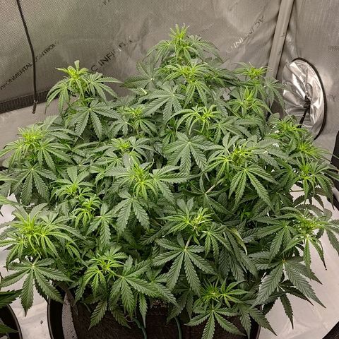 Gorilla Cookies #2 growlog timeline photo
