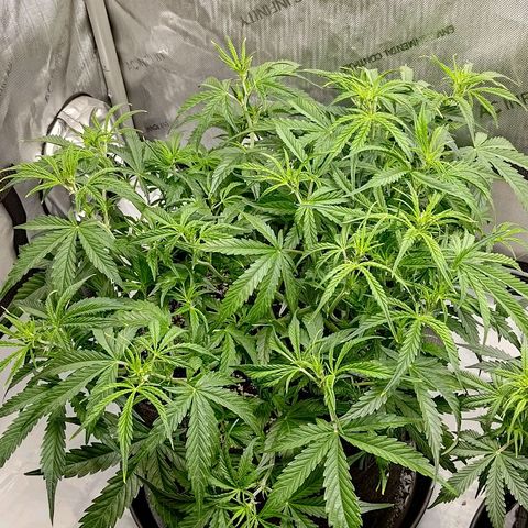 Gorilla Cookies #1 growlog timeline photo