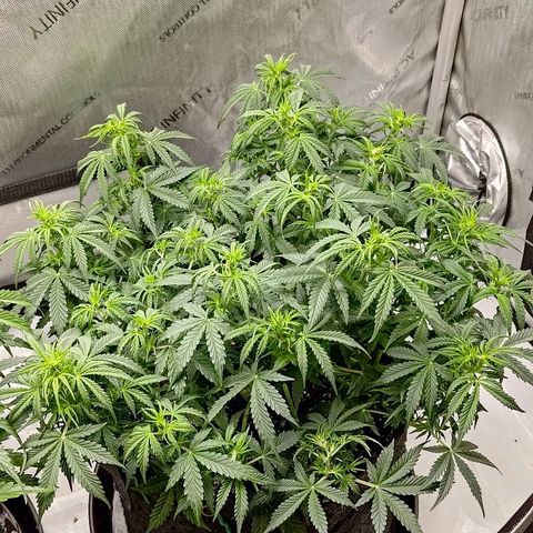 Gorilla Cookies #2 growlog timeline photo