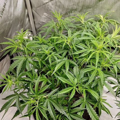 Gorilla Cookies #1 growlog timeline photo