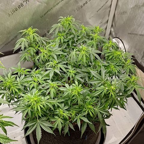 Gorilla Cookies #2 growlog timeline photo