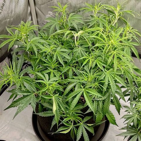 Gorilla Cookies #1 growlog timeline photo