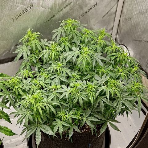 Gorilla Cookies #2 growlog timeline photo