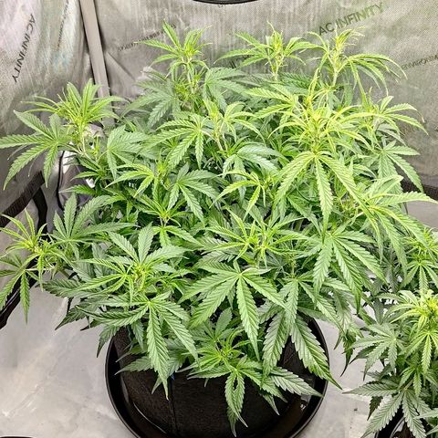Gorilla Cookies #1 growlog timeline photo