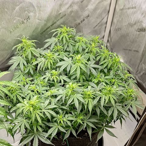 Gorilla Cookies #2 growlog timeline photo