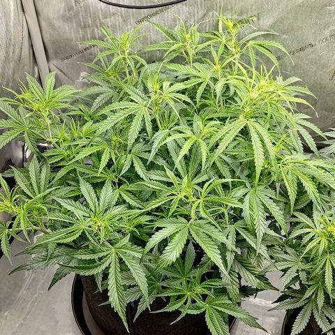 Gorilla Cookies #1 growlog timeline photo