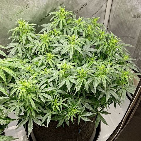 Gorilla Cookies #2 growlog timeline photo