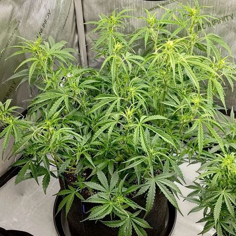 Gorilla Cookies #1 growlog timeline photo