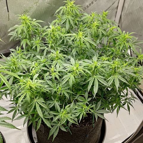 Gorilla Cookies #2 growlog timeline photo