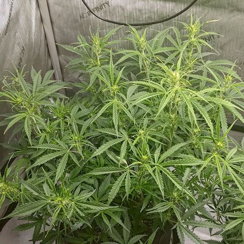 Gorilla Cookies #1 growlog timeline photo