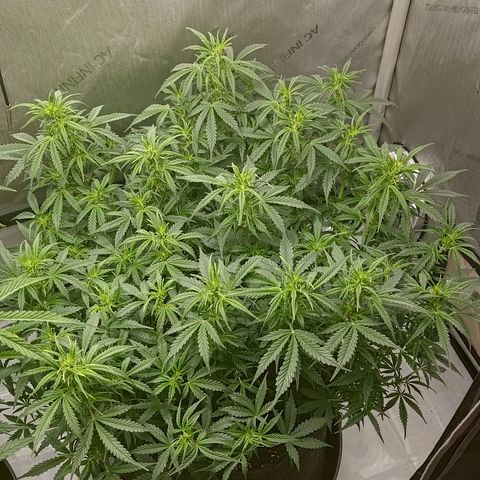 Gorilla Cookies #2 growlog timeline photo
