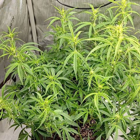 Gorilla Cookies #1 growlog timeline photo