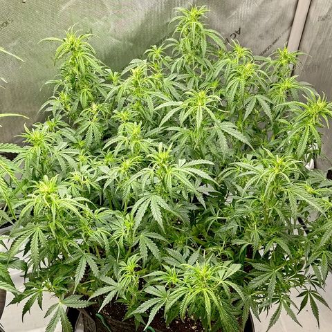 Gorilla Cookies #2 growlog timeline photo