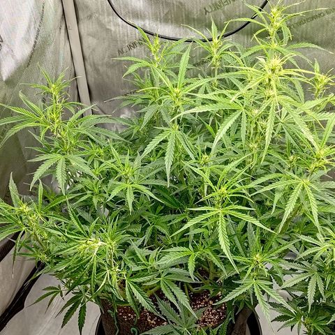 Gorilla Cookies #1 growlog timeline photo