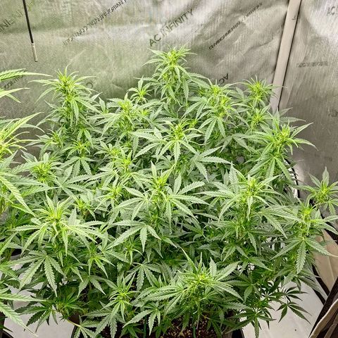 Gorilla Cookies #2 growlog timeline photo