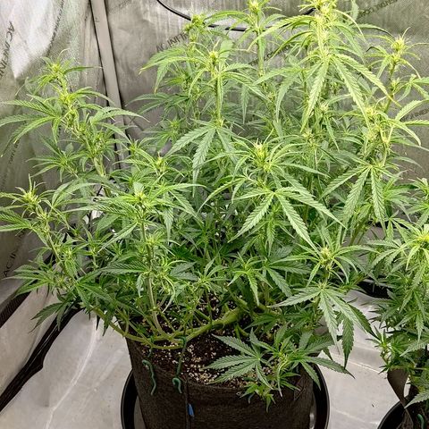Gorilla Cookies #1 growlog timeline photo