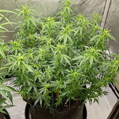 Gorilla Cookies #2 growlog timeline photo