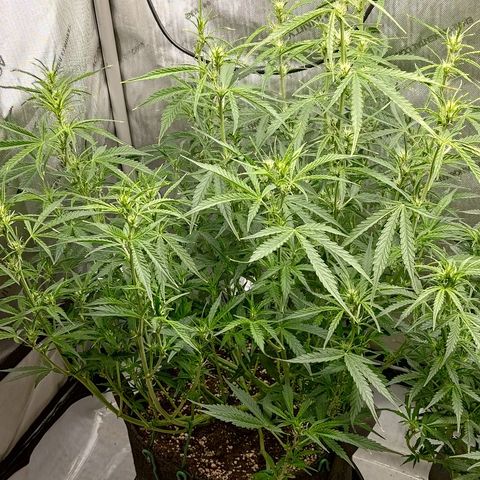 Gorilla Cookies #1 growlog timeline photo