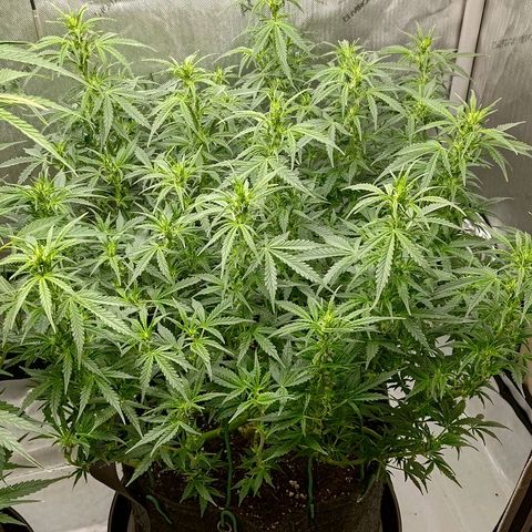 Gorilla Cookies #2 growlog timeline photo