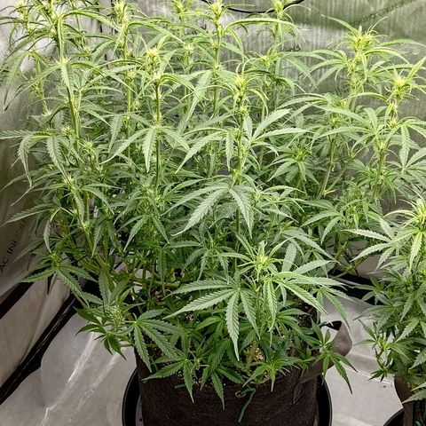 Gorilla Cookies #1 growlog timeline photo