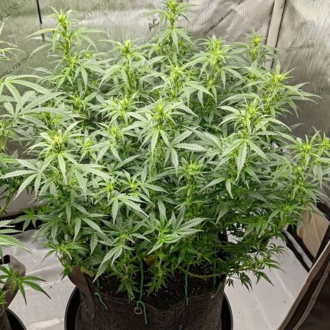 Gorilla Cookies #2 growlog timeline photo