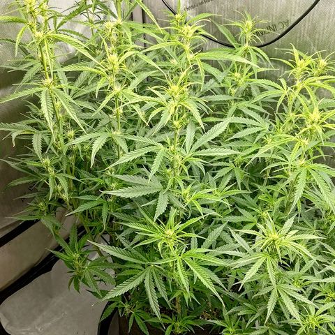 Gorilla Cookies #1 growlog timeline photo