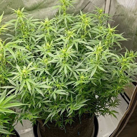Gorilla Cookies #2 growlog timeline photo