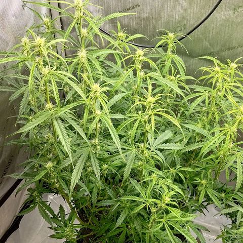 Gorilla Cookies #1 growlog timeline photo