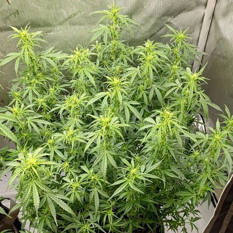 Gorilla Cookies #2 growlog timeline photo